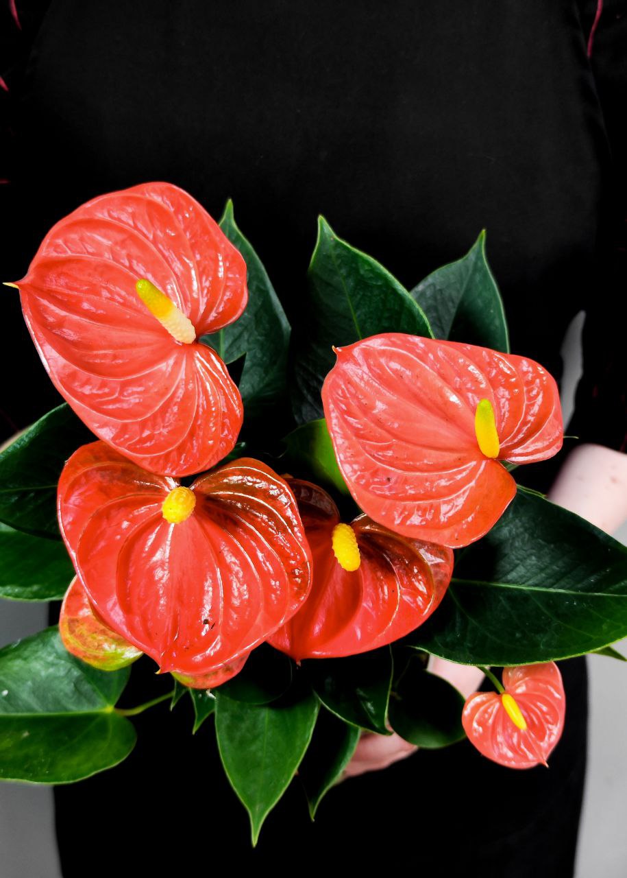 Антуриум Андре Оранжевый (Anthurium Аndraeanum Orange) D9см