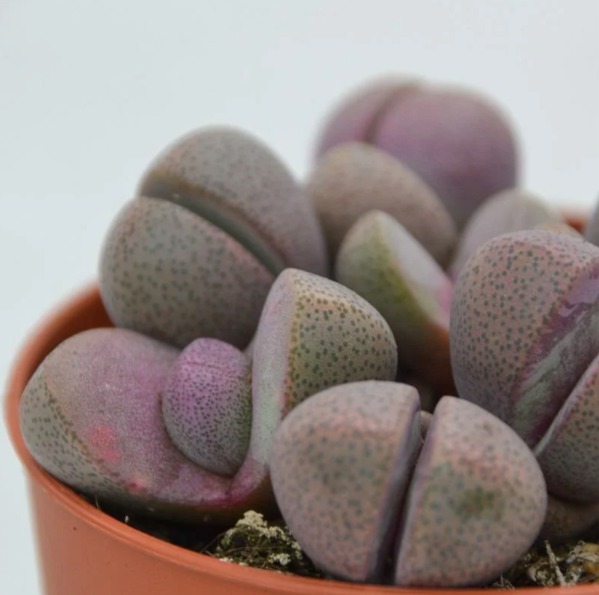 Плейоспилос Неля Рубра (Pleiospilos Nelii Rubra) D5см