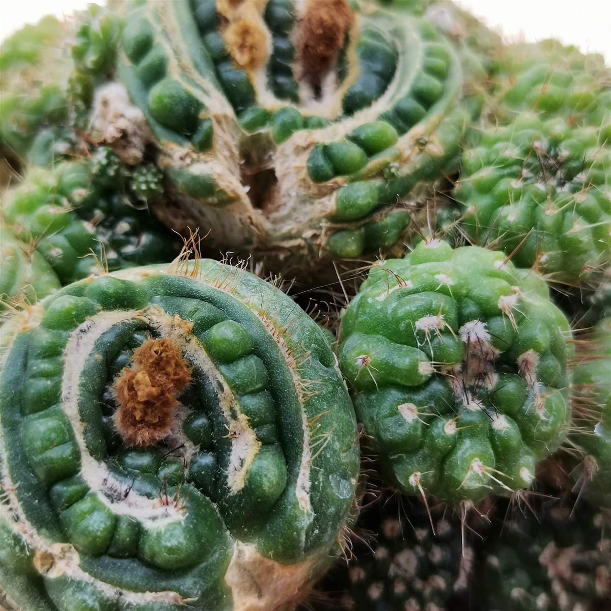 Нотокактус Юбельмана Монструозо (Notocactus Uebelmannianus Mostruoso) D6,5см