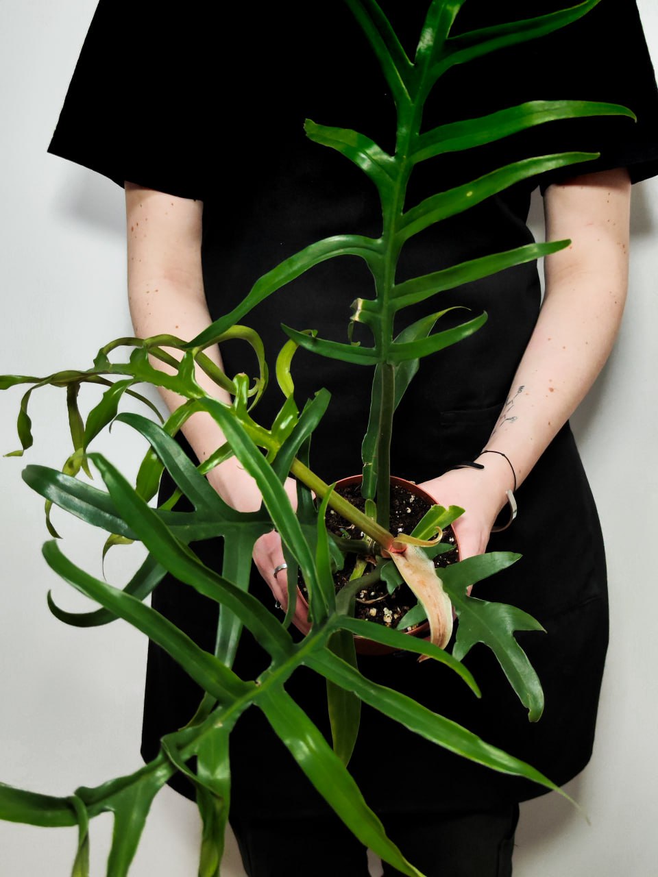 Филодендрон Элеганс Тортум (Philodendron Tortum) D11см