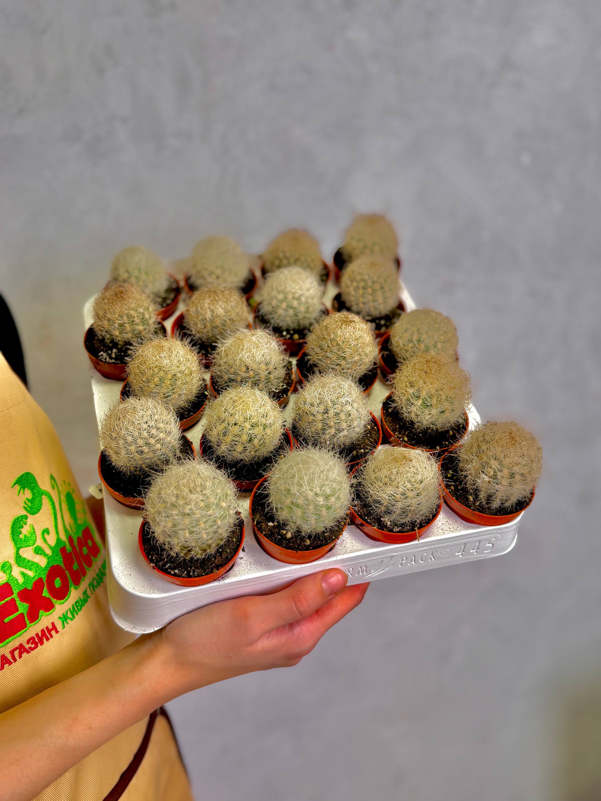 Кактус Неопортерия Сениллис (Neoporteria Senilis) D5см