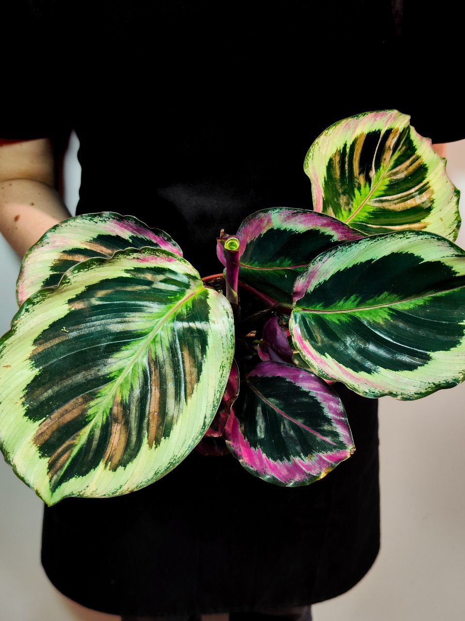 Калатея Синтия (Calathea Roseopicta Cynthia) D12см