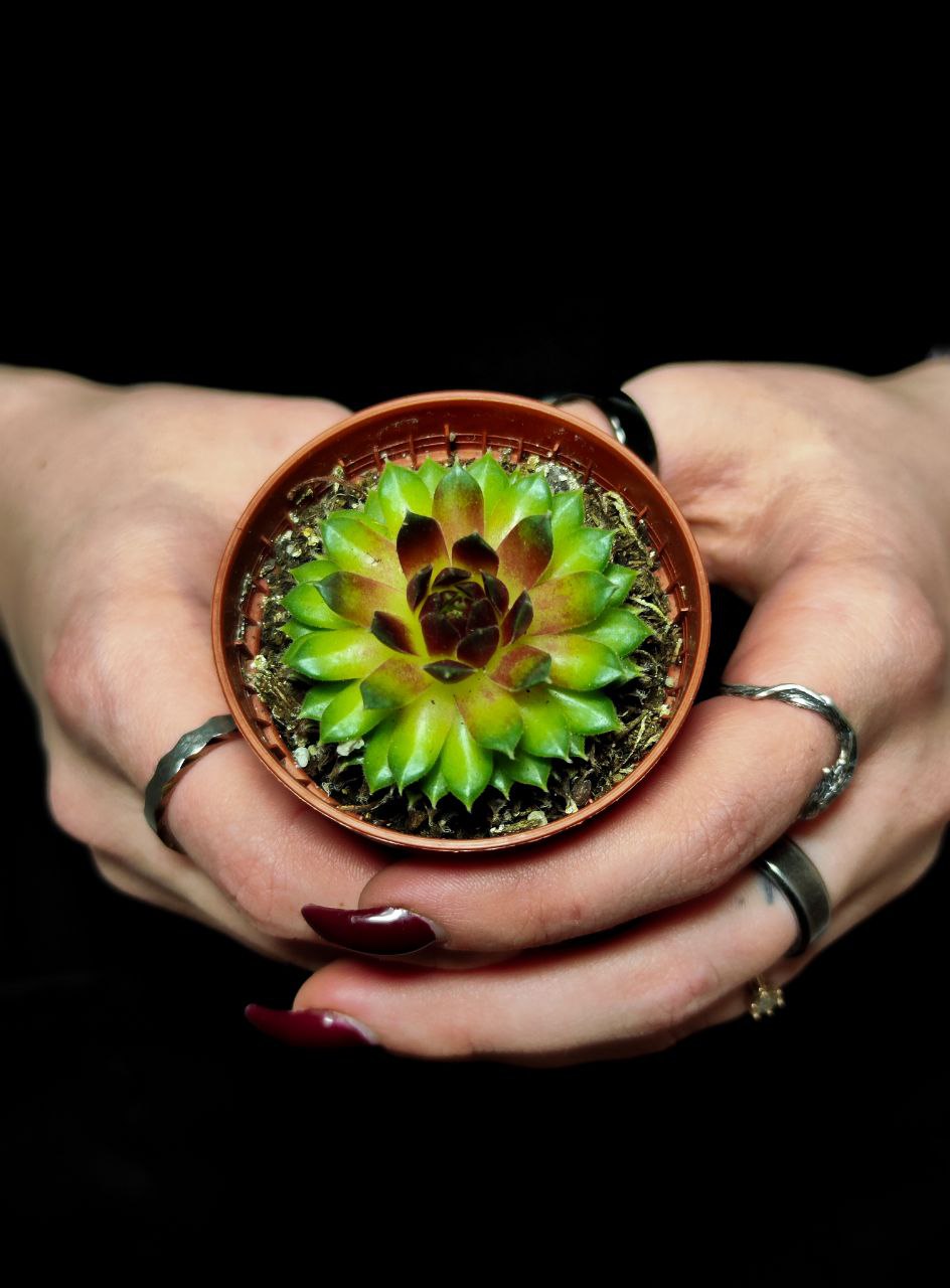 Молодило Кассиопея (Sempervivum Cassiopeia) D5см