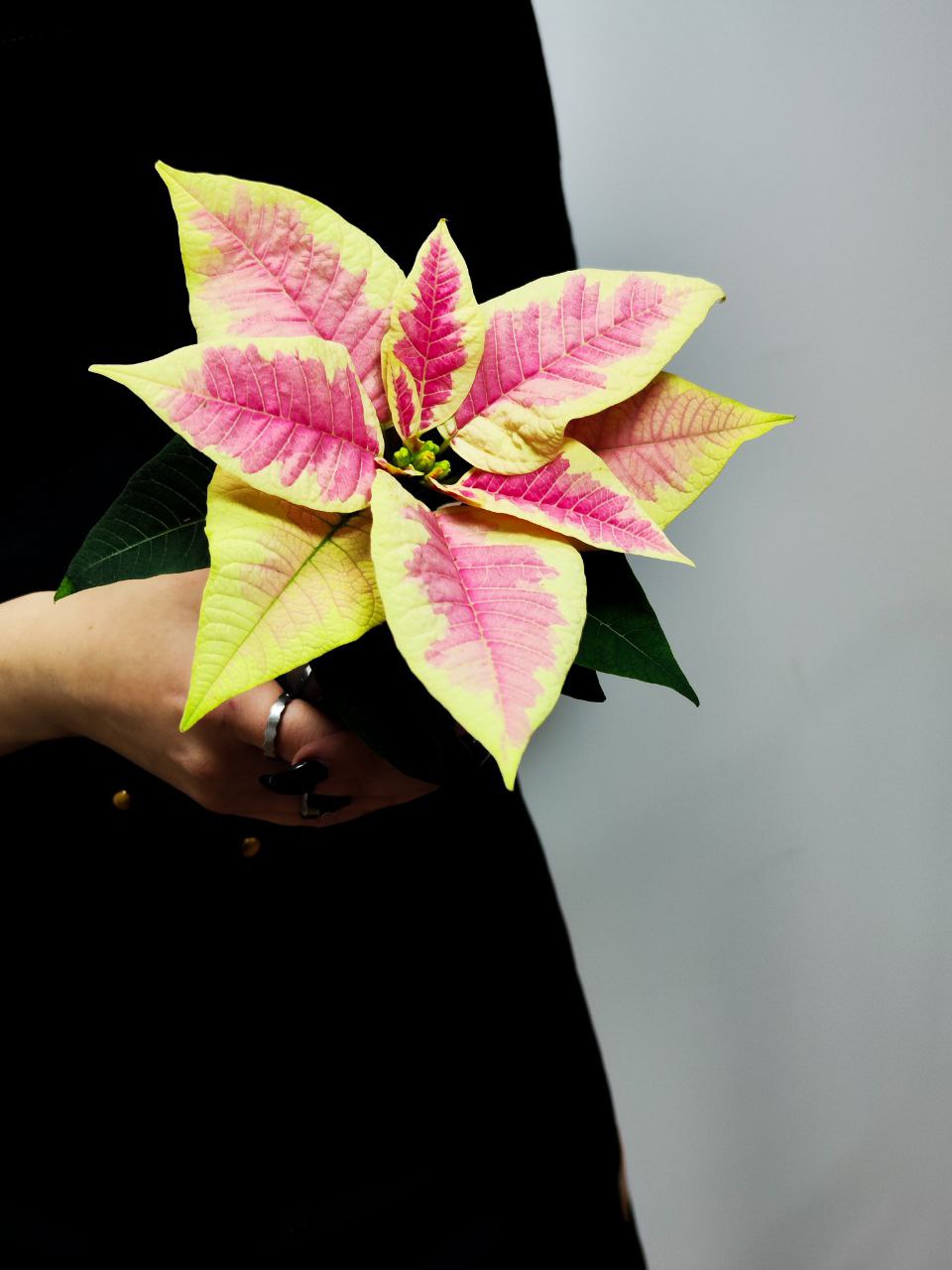 Пуансеттия Вариегатная Пинк (Poinsettia Pink Variegated) D6см