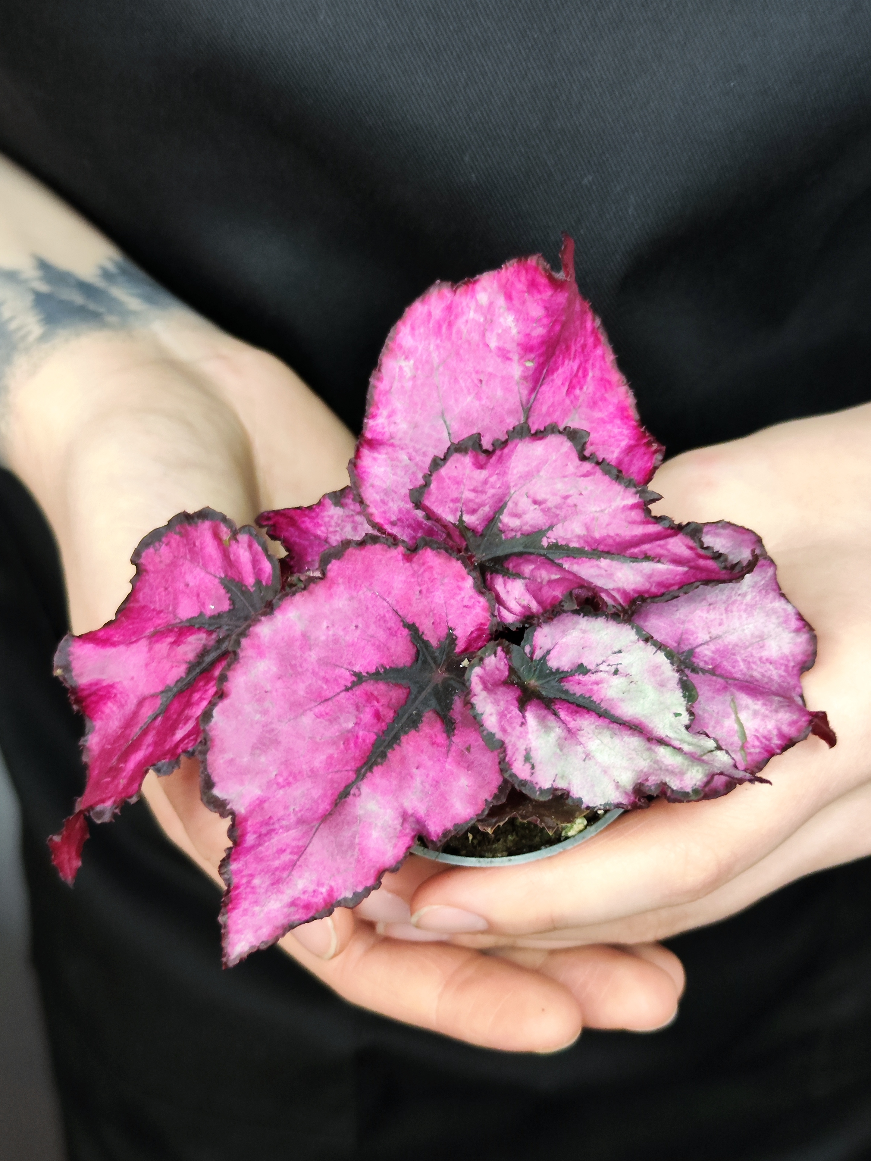 Бегония Индийское Лето, или Индиан Саммер (Begonia Beleaf Indian Summer) D6см