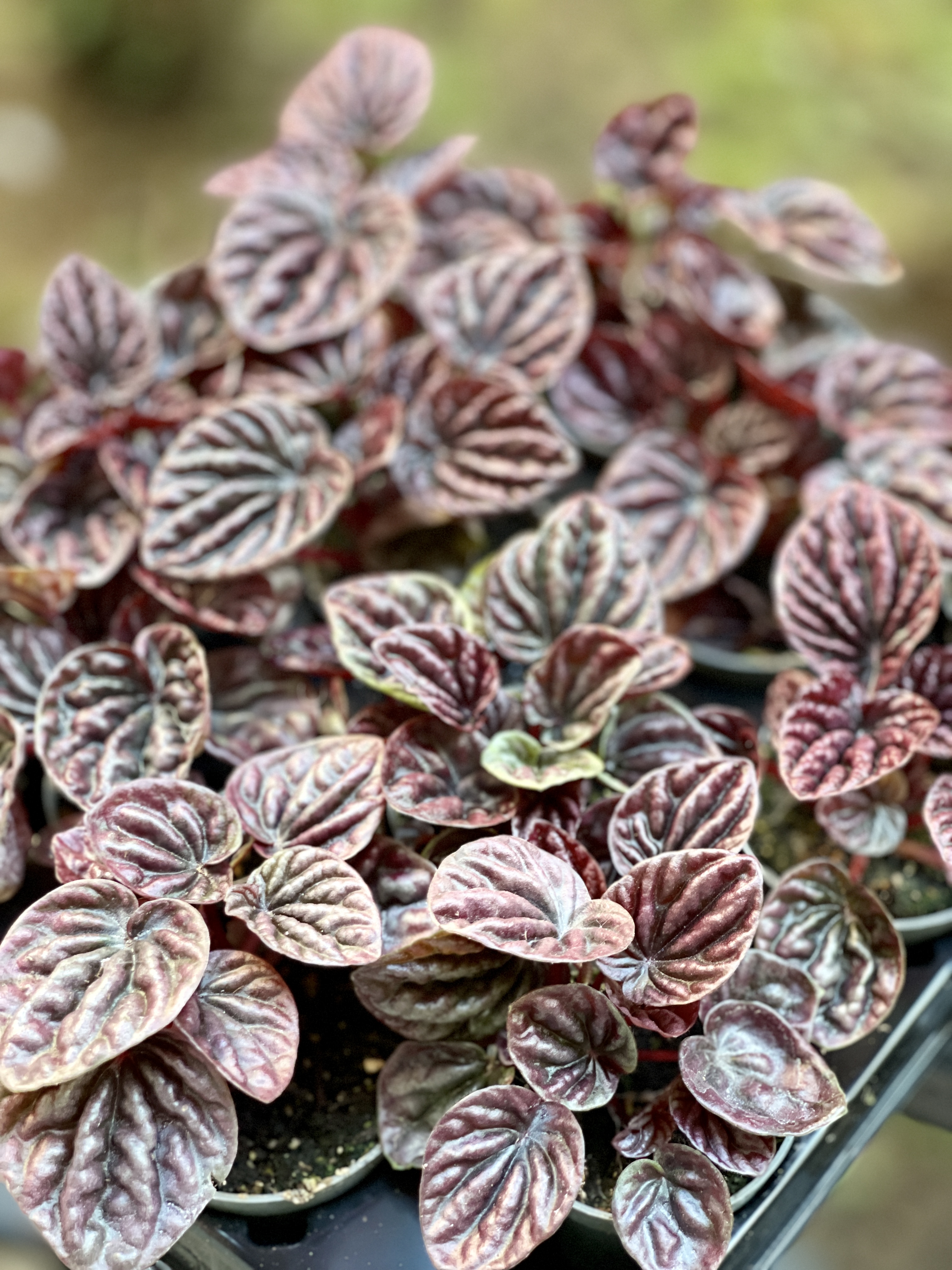 Пеперомия Каперата Ред Луна (Peperomia Caperata Luna Red) D5см