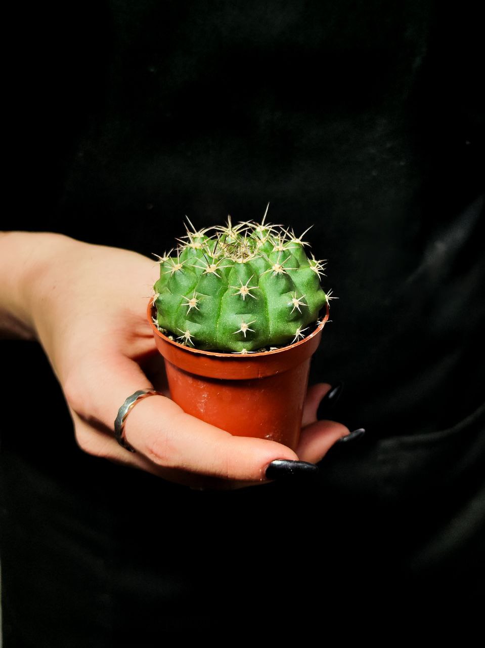 Кактус Гимнокалициум Дамси (Gymnocalycium Damsii) D5см