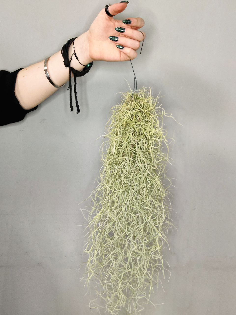 Тилландсия Уснеевидная (Tillandsia Usneoides)