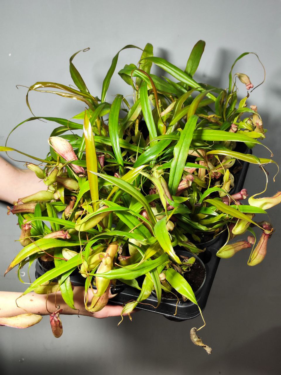 Непентес Евстахия (Nepenthes Eustachya) D9см