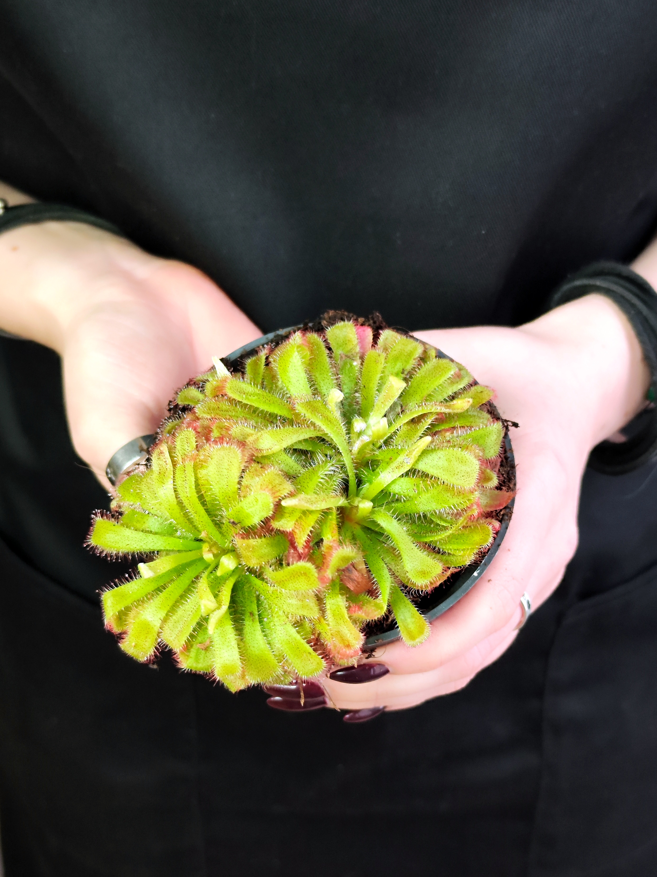 Росянка Алисия (Drosera Aliciae) D9см
