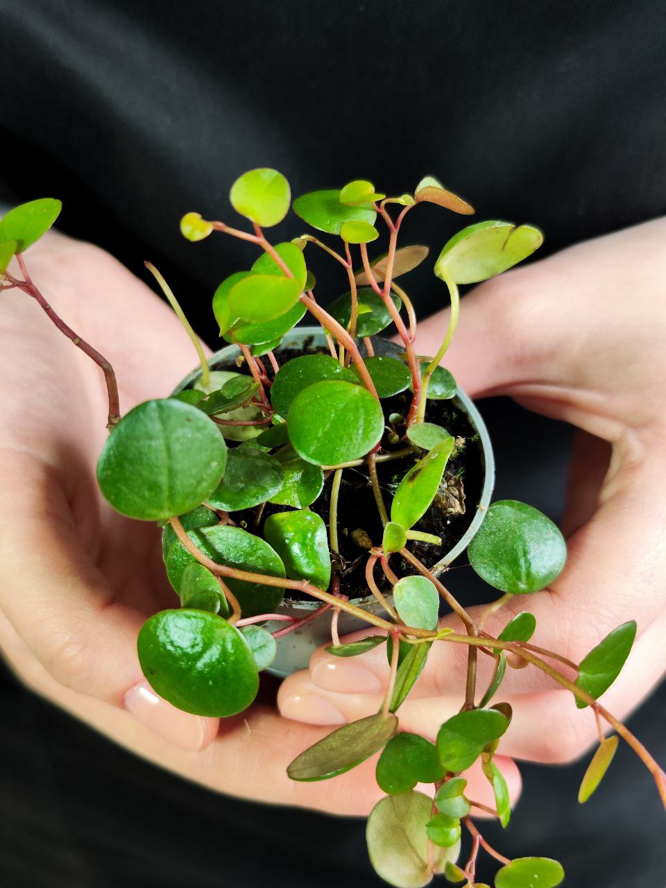 Пеперомия Пепперспот (Peperomia Pepperspot) D5см