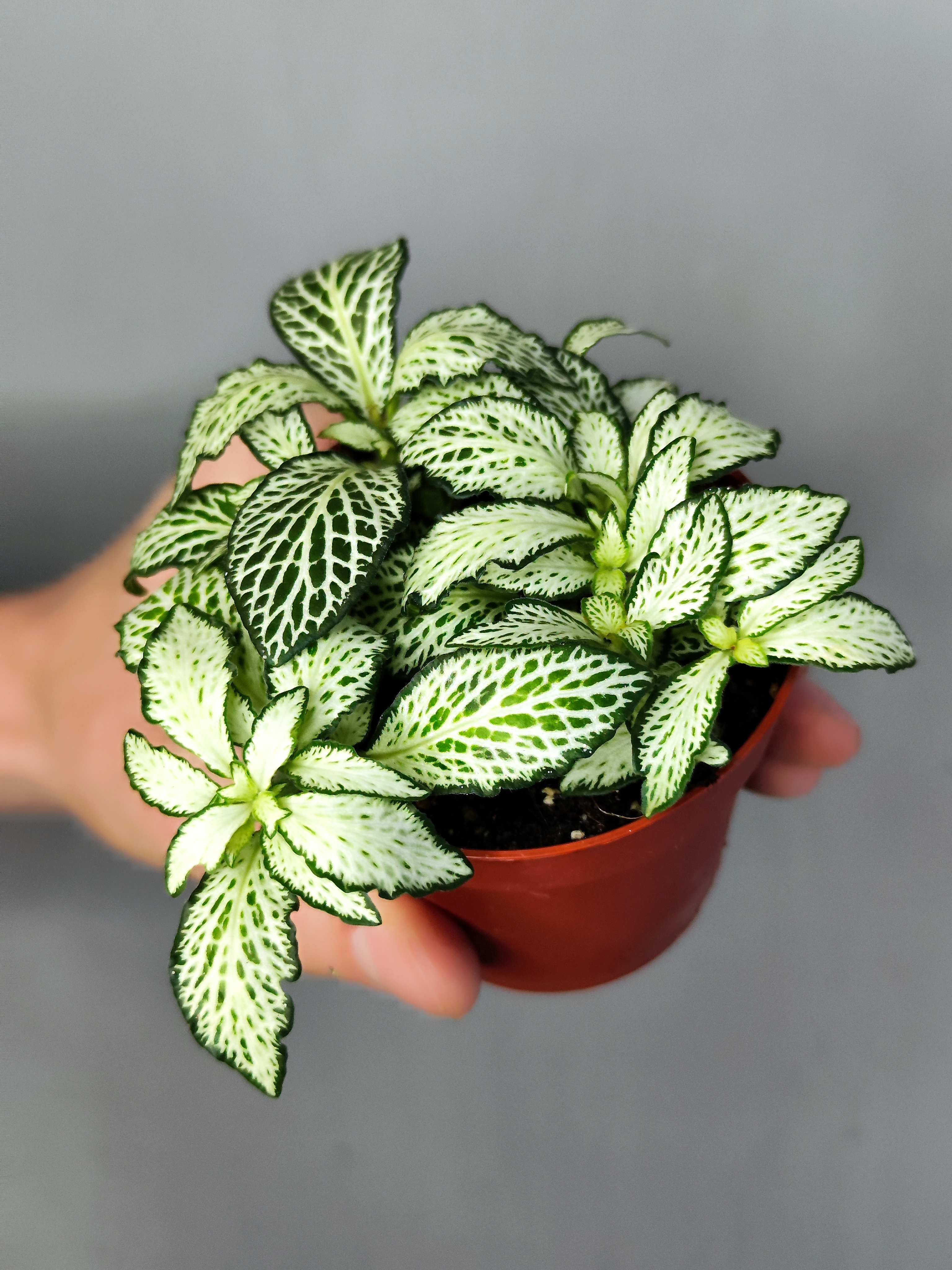 Фиттония Белая Форест Флейм (Fittonia White Forest Flame) D8,5см