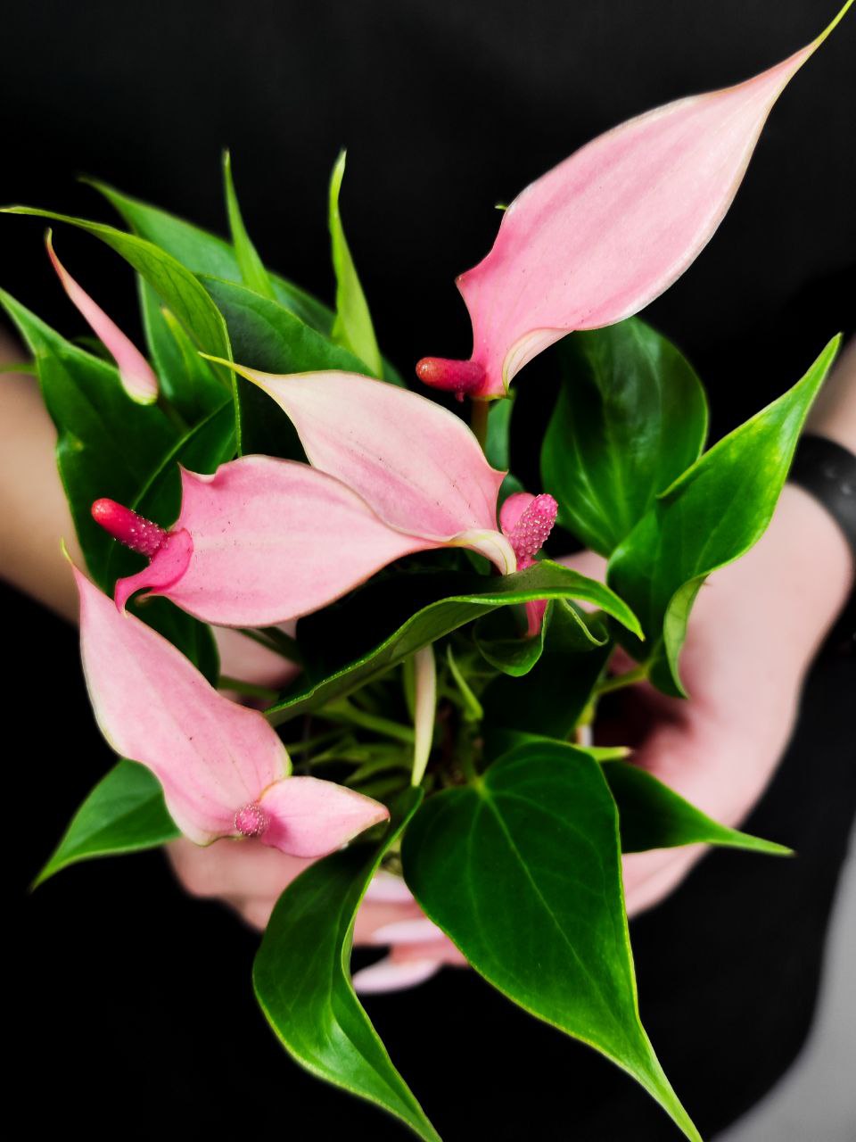 Антуриум Лилли (Anthurium Lilli) D7см