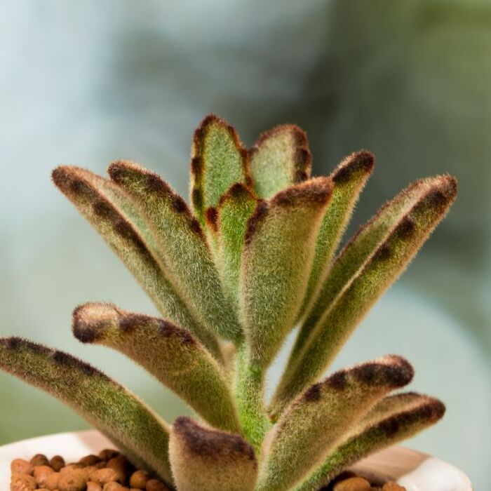 Каланхоэ Томентоза Негра (Kalanchoe Tomentosa Negra) D5см