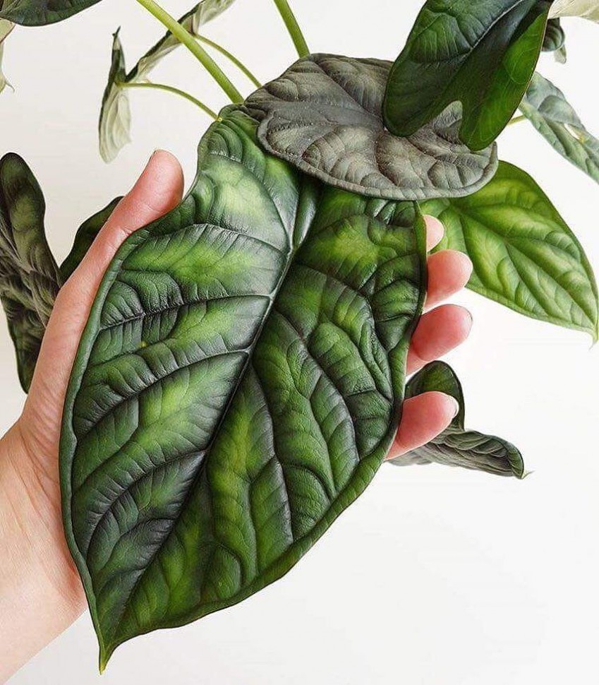 Алоказия Драгон Скейл (Alocasia Dragon Scale) D11см