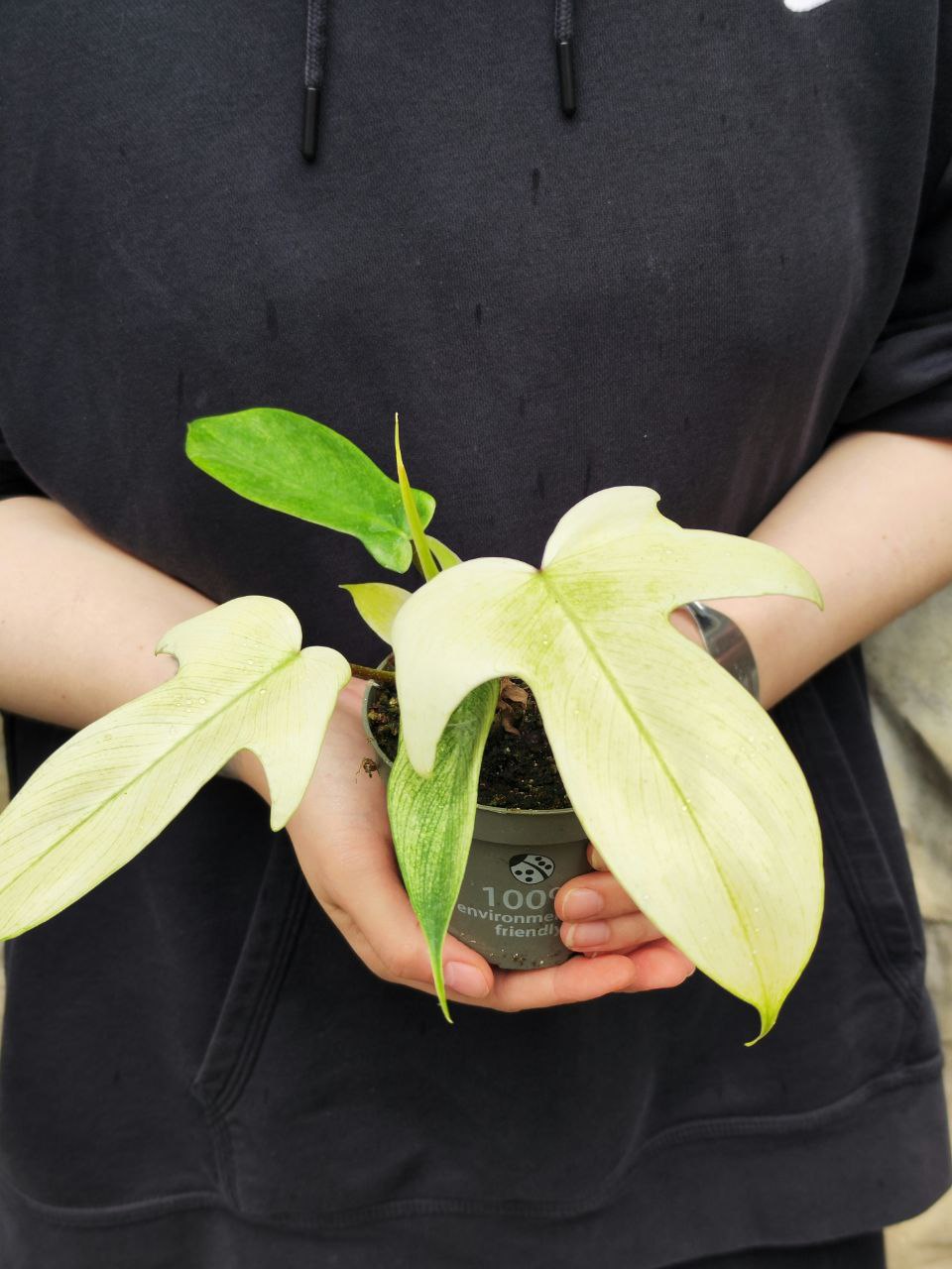Филодендрон Флоридский Призрак Вариегатный Минт (Philodendron Florida Ghost Mint Variegated) D11см