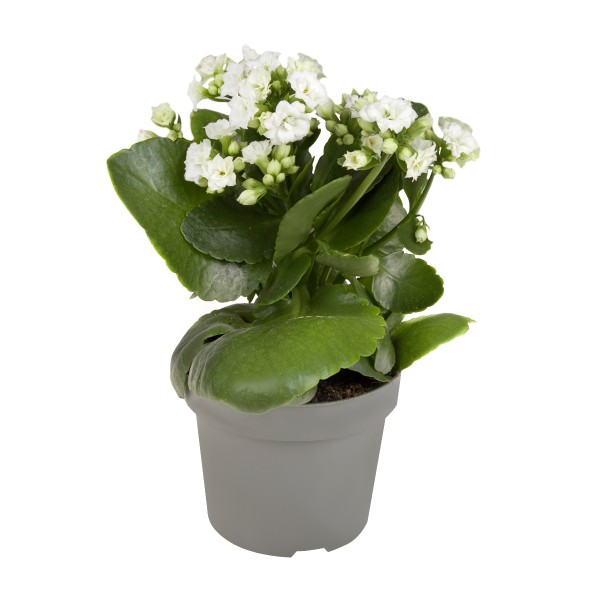 Каланхоэ Розалина Белая (Kalanchoe Rosalina White) D6см