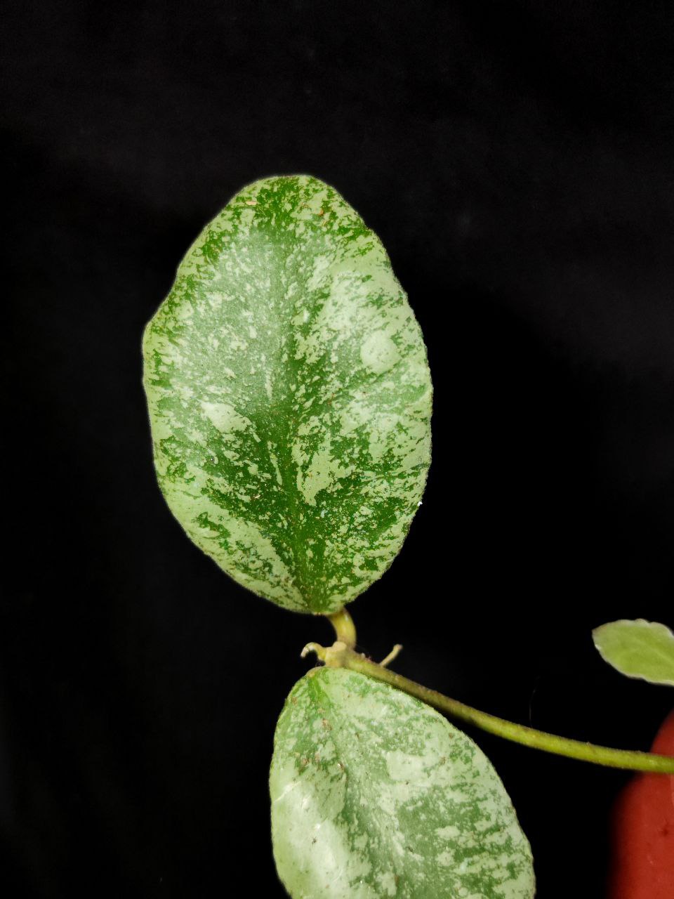 Хойя Веймани Сплеш (Hoya Waymaniae Kapuas) D10см