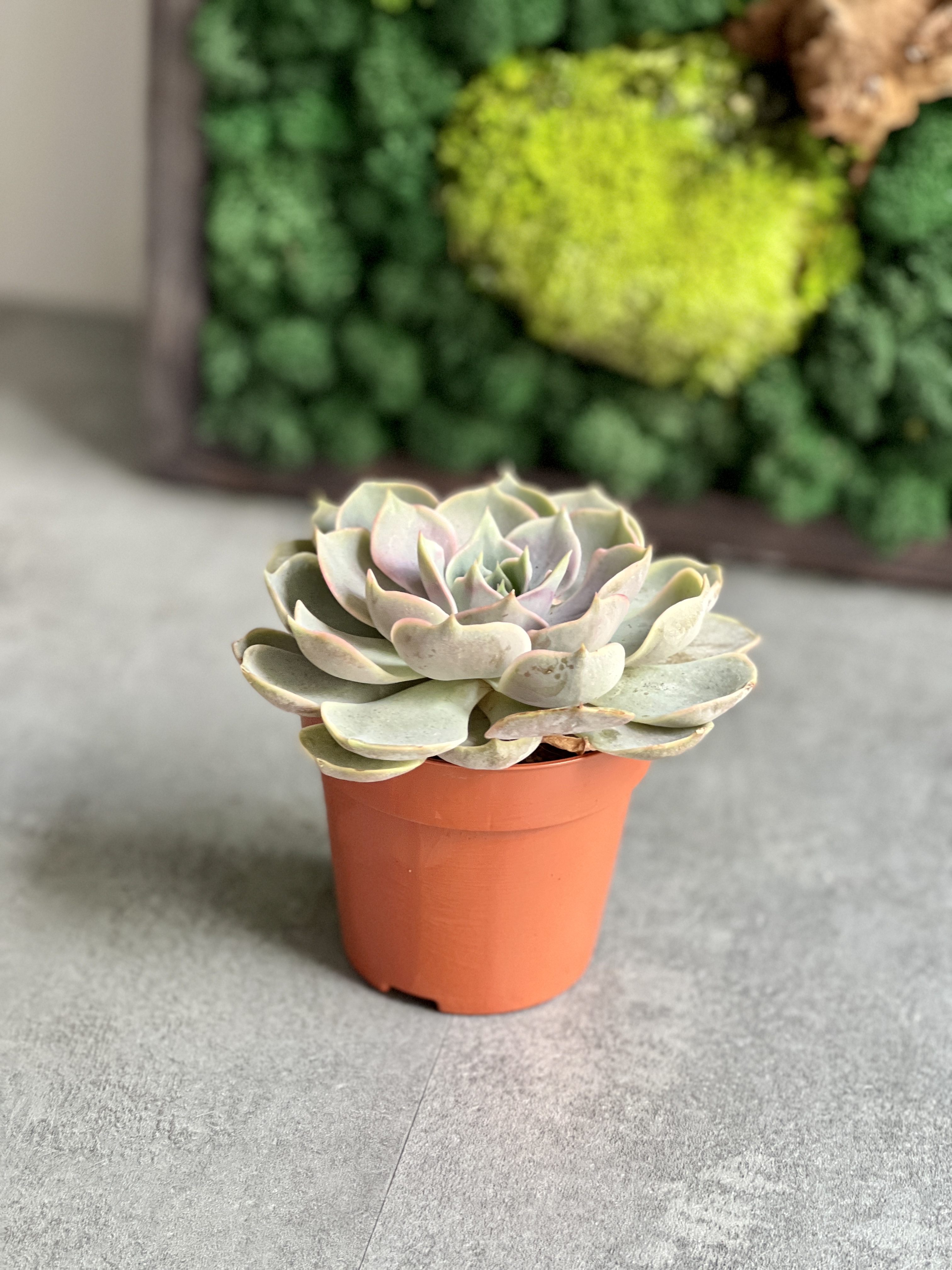 Эхеверия Блю Лотус (Echeveria Blue Lotus) D8,5см