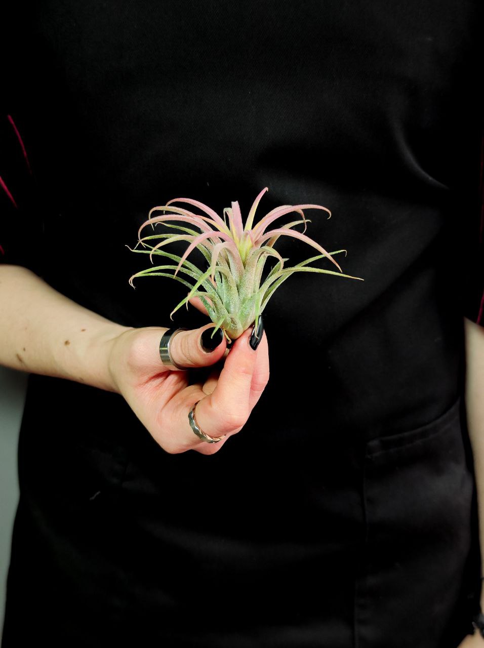 Тилландсия Ионанта Красная XL (Tillandsia Ionantha Red)