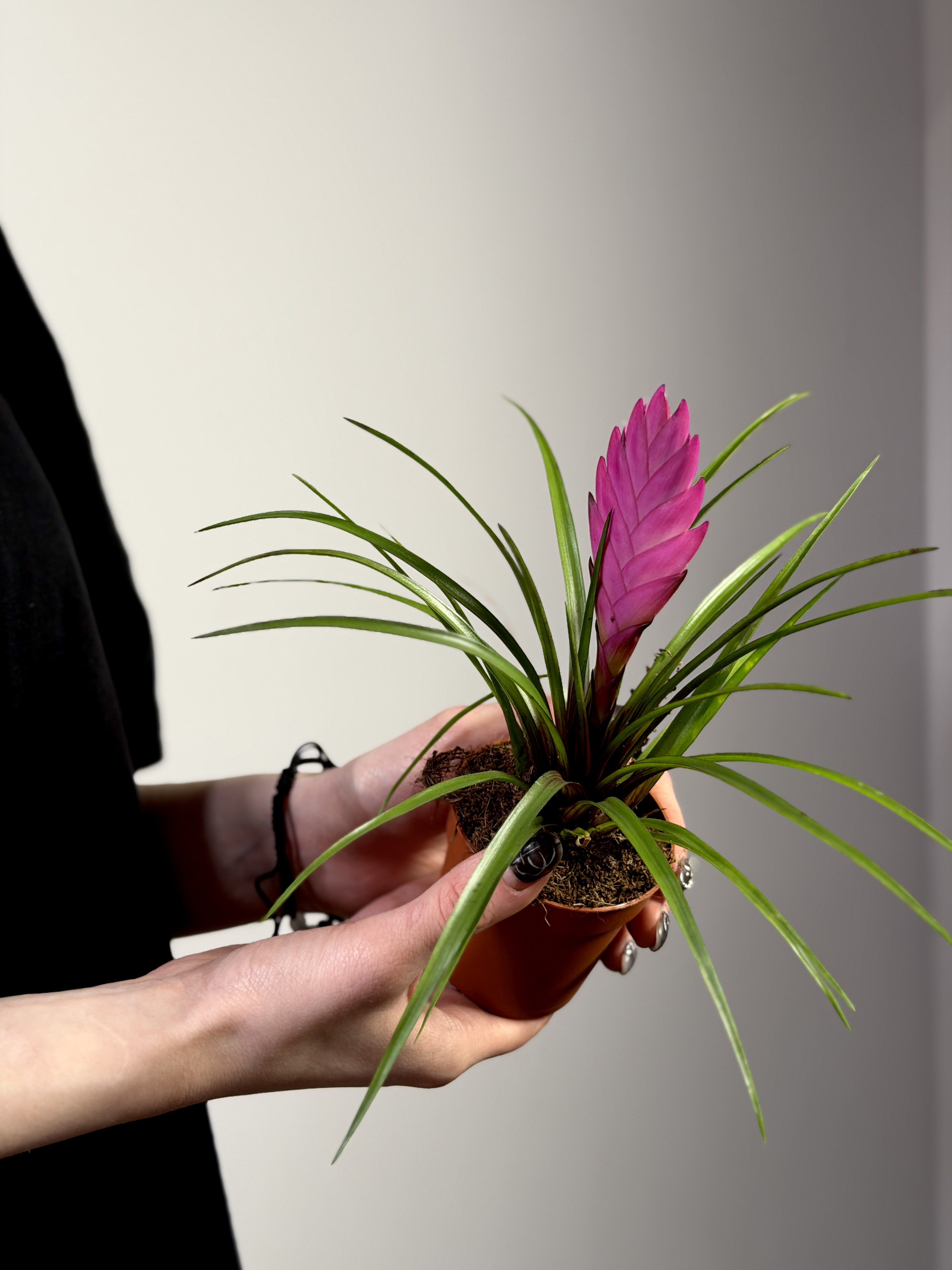 Тилландсия Синяя (Wallisia Cyanea) D7см