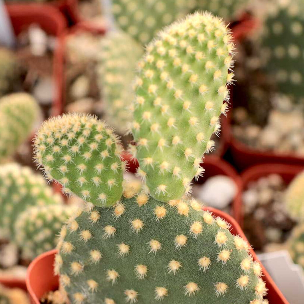 Опунция Микродазис Йеллоу (Opuntia Microdasys Yellow) D5см