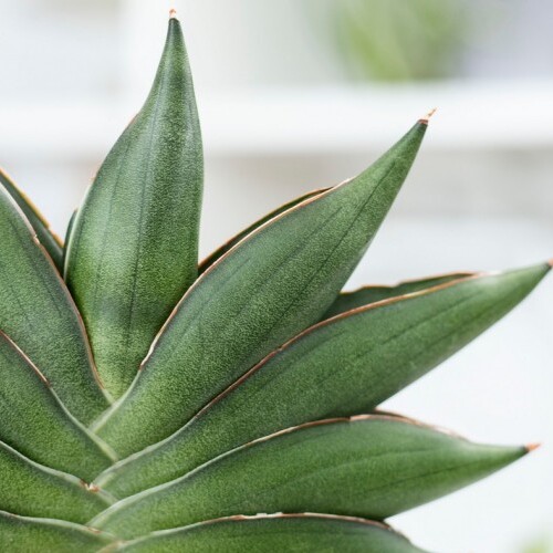 Сансевиерия Альмонд Джейд (Sansevieria Almond Jade) D7,5см
