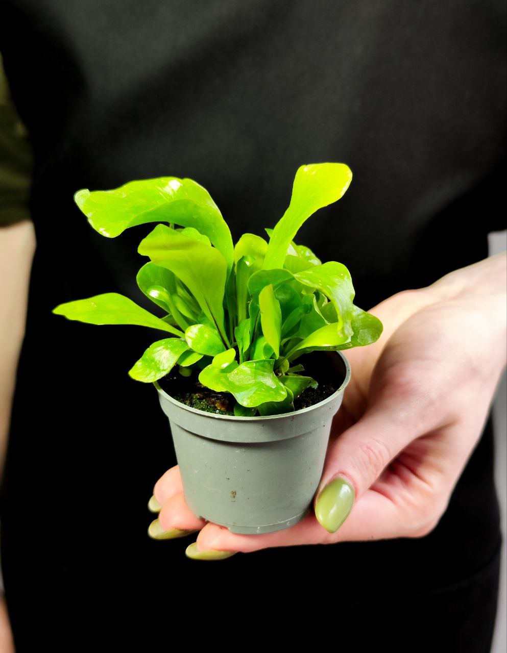 Папоротник Асплениум Нидус (Asplenium Nidus) D6см