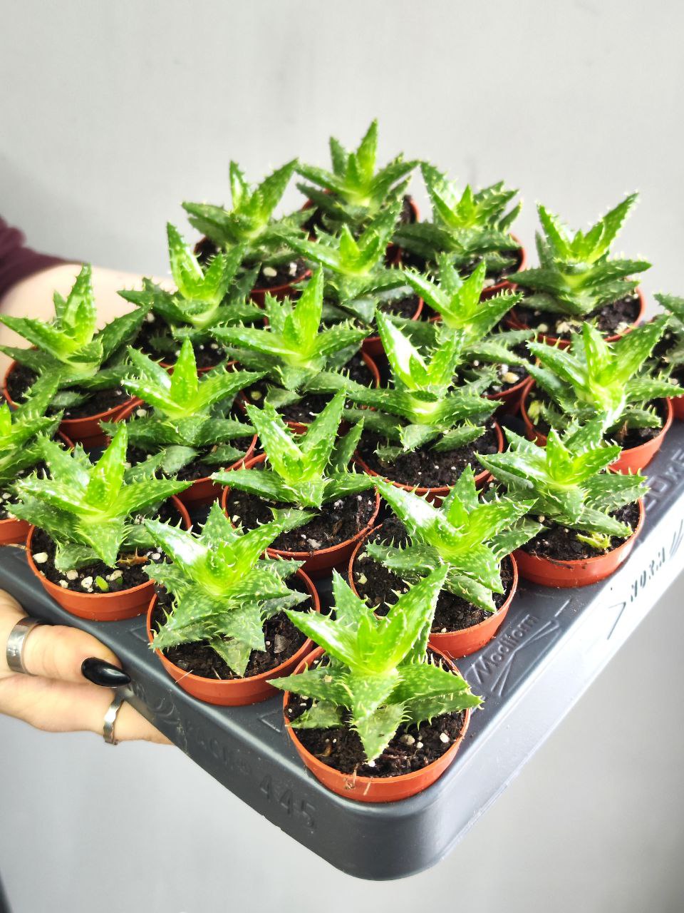 Алоэ Оттопыренное (Aloe Squarrosa) D5см