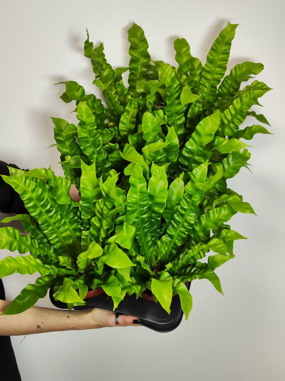 Асплениум Криспи Вейв (Asplenium Crispy Wave) D9см