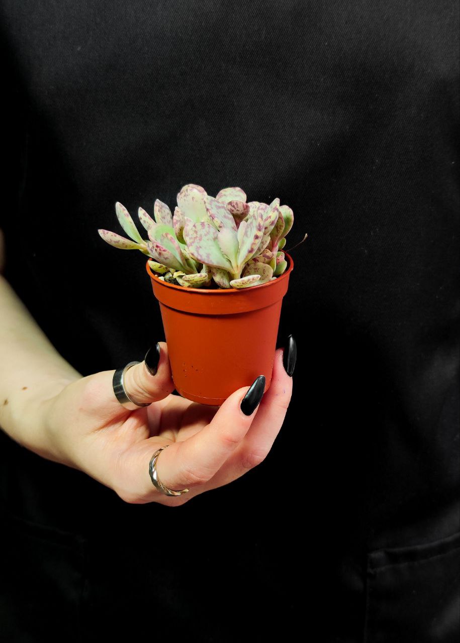 Каланхоэ Хумилис Груп (Kalanchoe Humilis Group) D5см