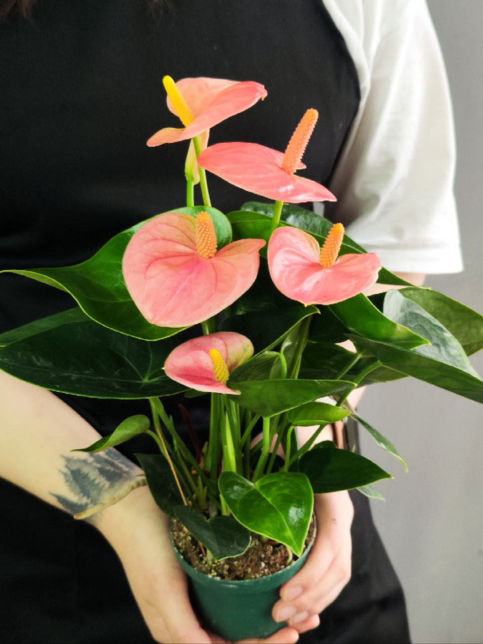 Антуриум Свит Дрим (Anthurium Sweet Dream) D9см