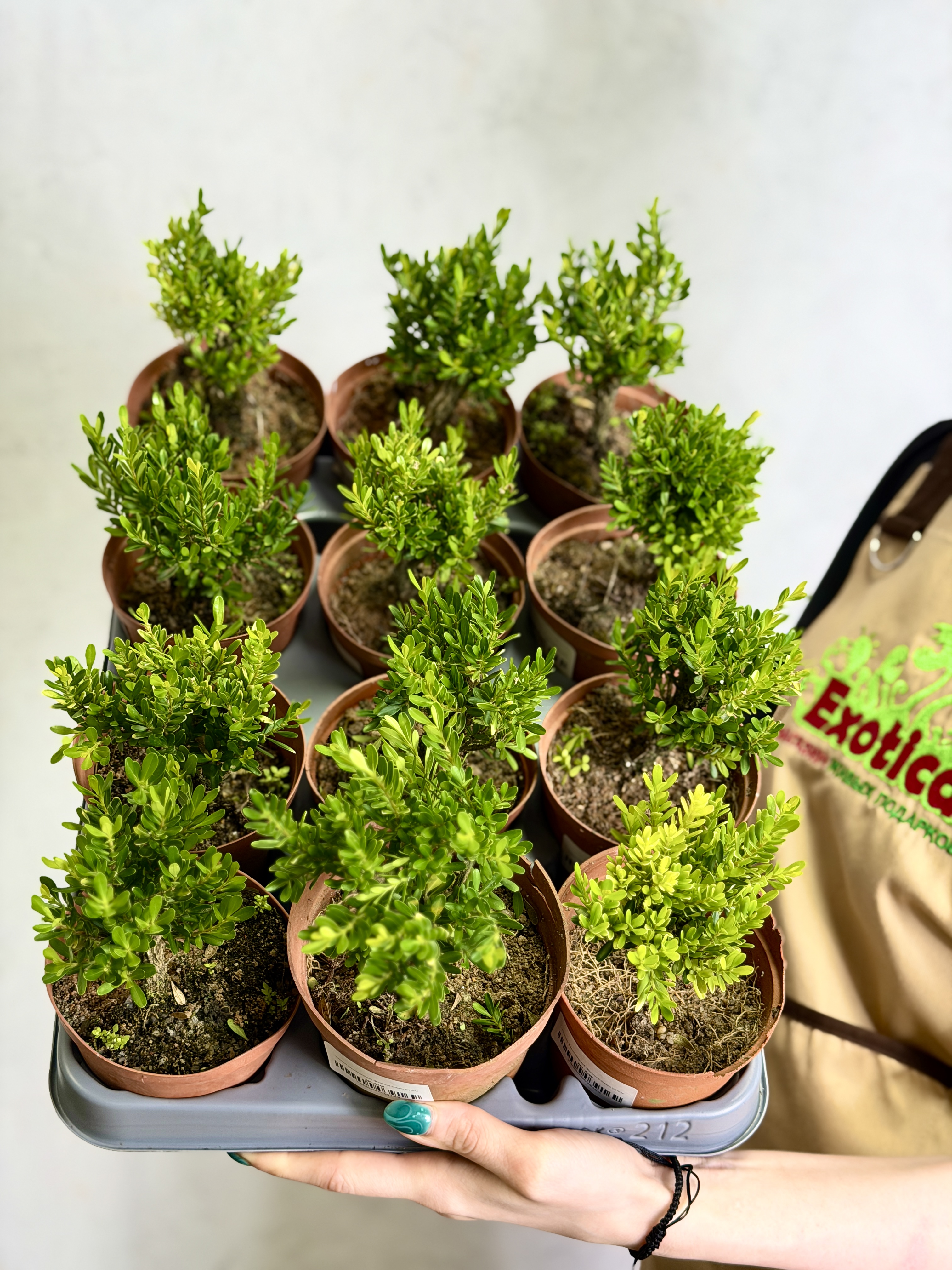 Самшит Вечнозеленый (Boxwood Green) D10см