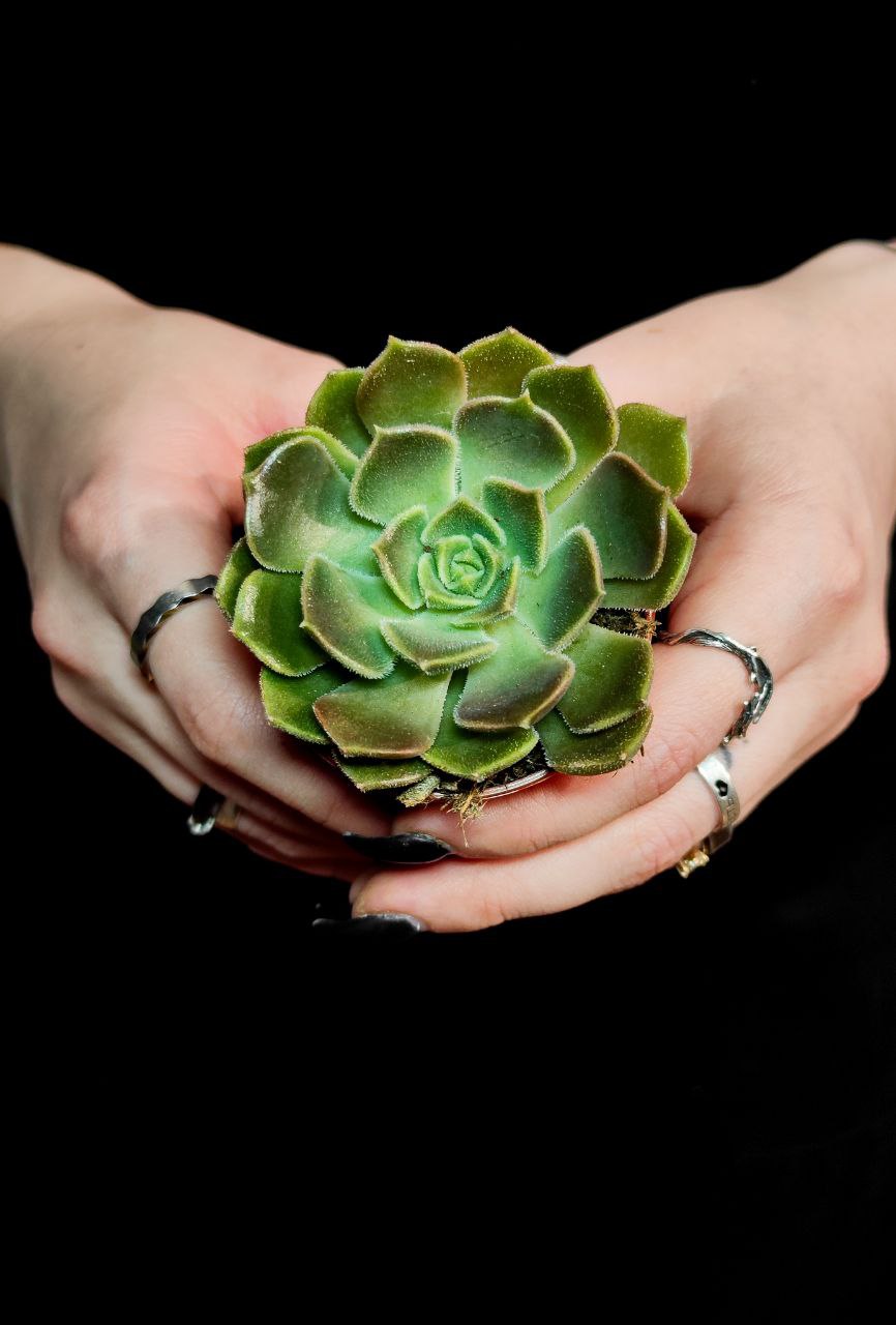 Эхеверия Браун Роуз (Echeveria Brown Rose) D5см