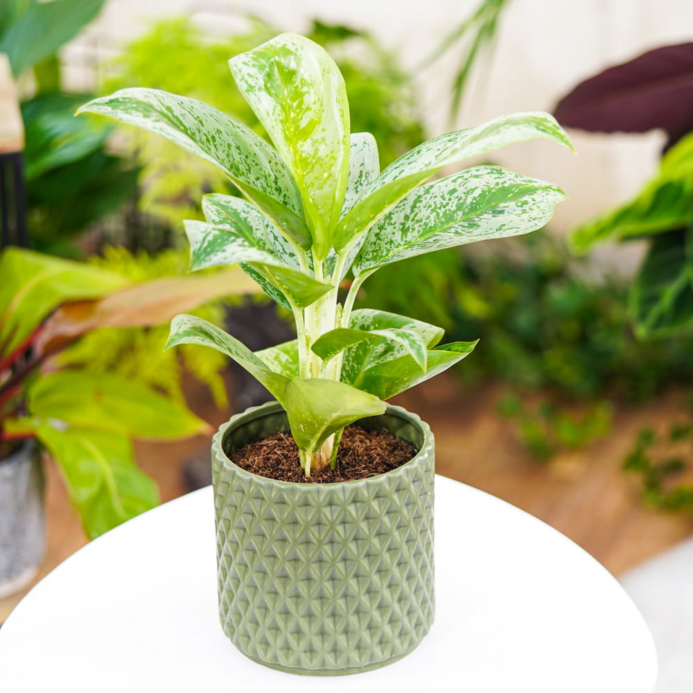 Аглаонема Лемон Минт (Aglaonema Lemon Mint) D12см