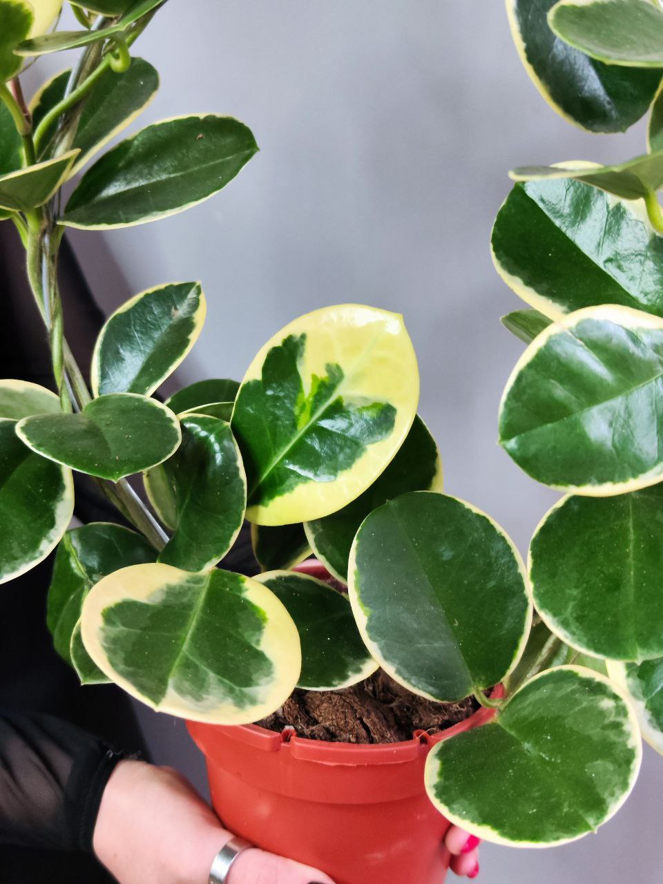 Хойя Аустралис Блонди на ободке (Hoya Australis Blondie) D12см