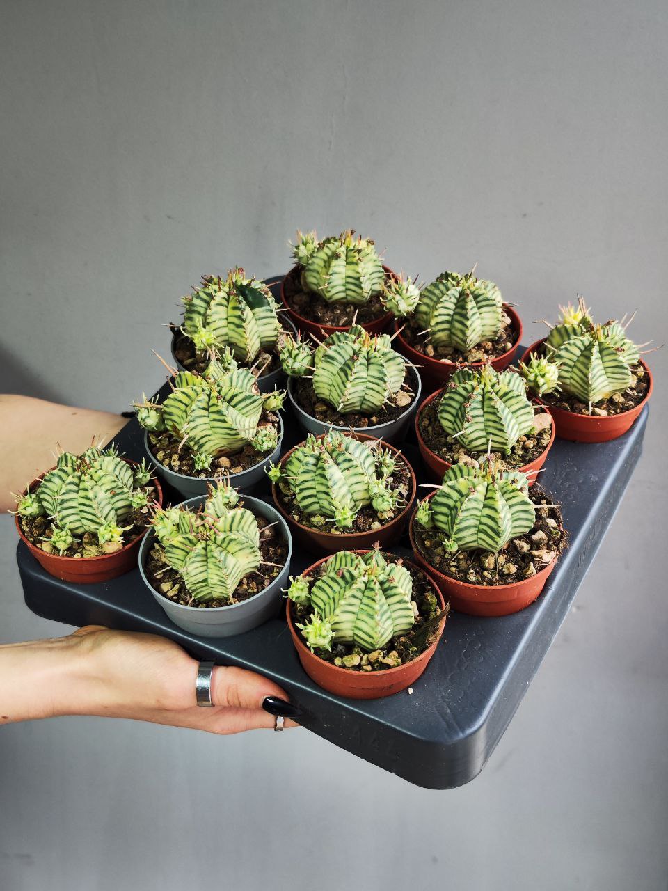 Эуфорбия Мелоформис Вариегата (Euphorbia Meloformis Variegata) D6,5см