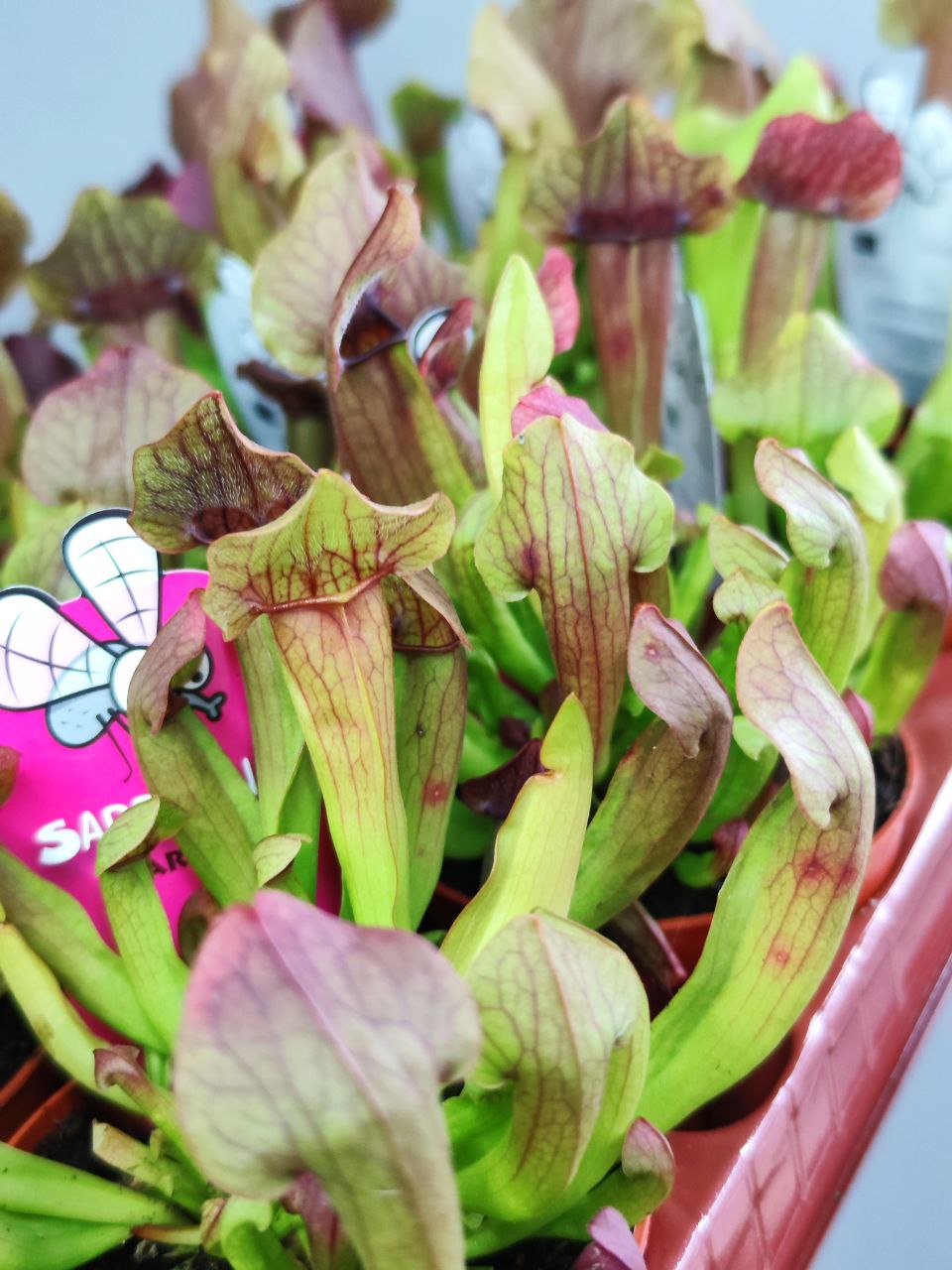 Саррацения Марун (Sarracenia Maroon) D9см
