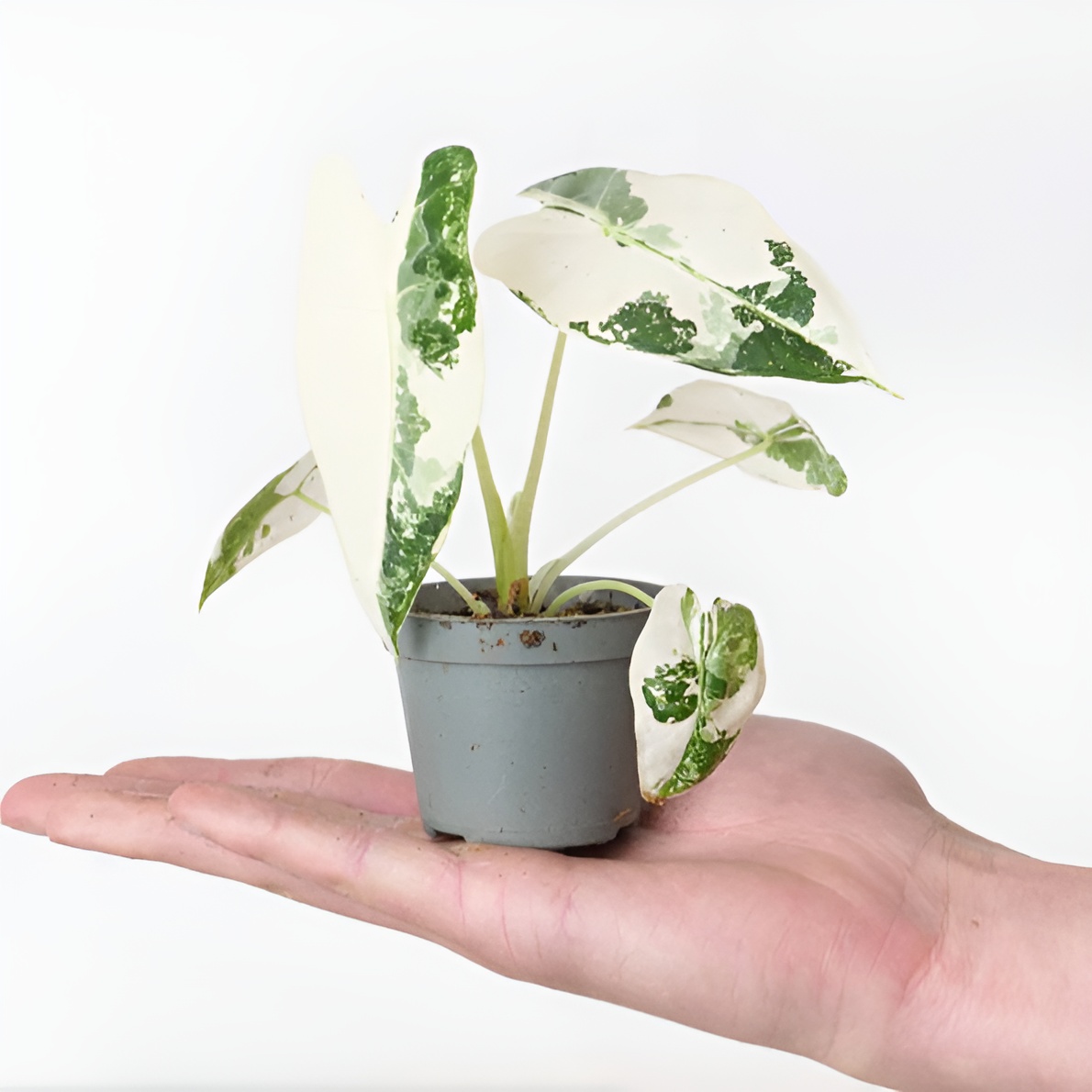Алоказия Мишольца Фрайдек Вариегатная (Alocasia Frydek Variegata) D6см