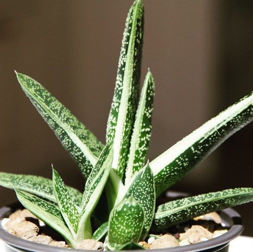 Гастерия Пятнистая (Gasteria Maculata) D5см