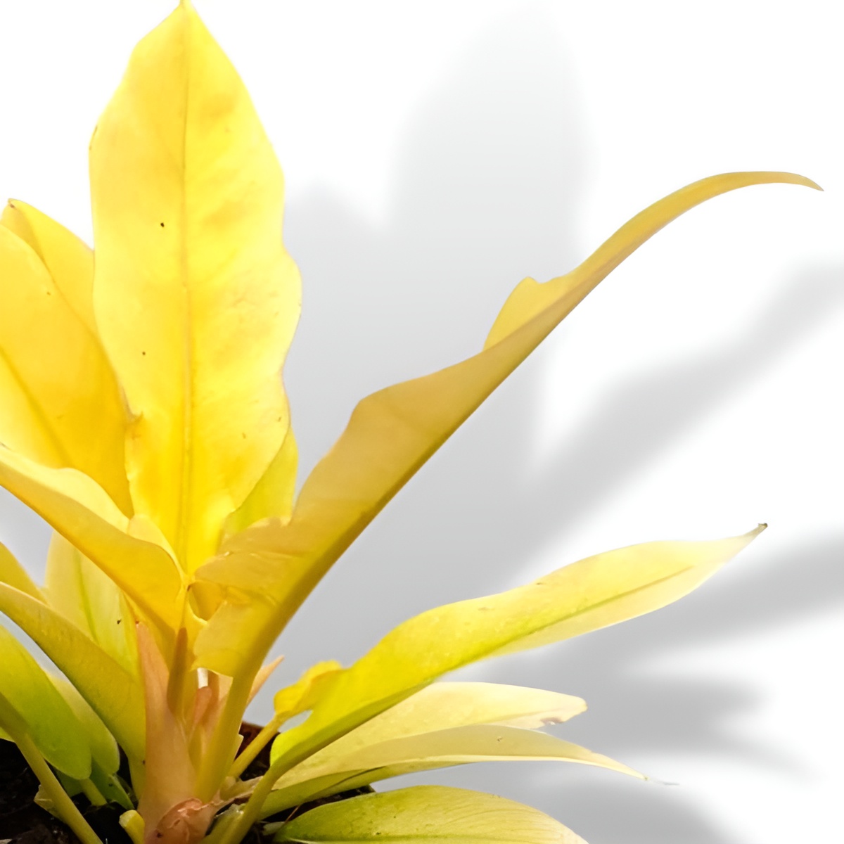 Филодендрон Голден Сворд (Philodendron Golden Sword) D6см