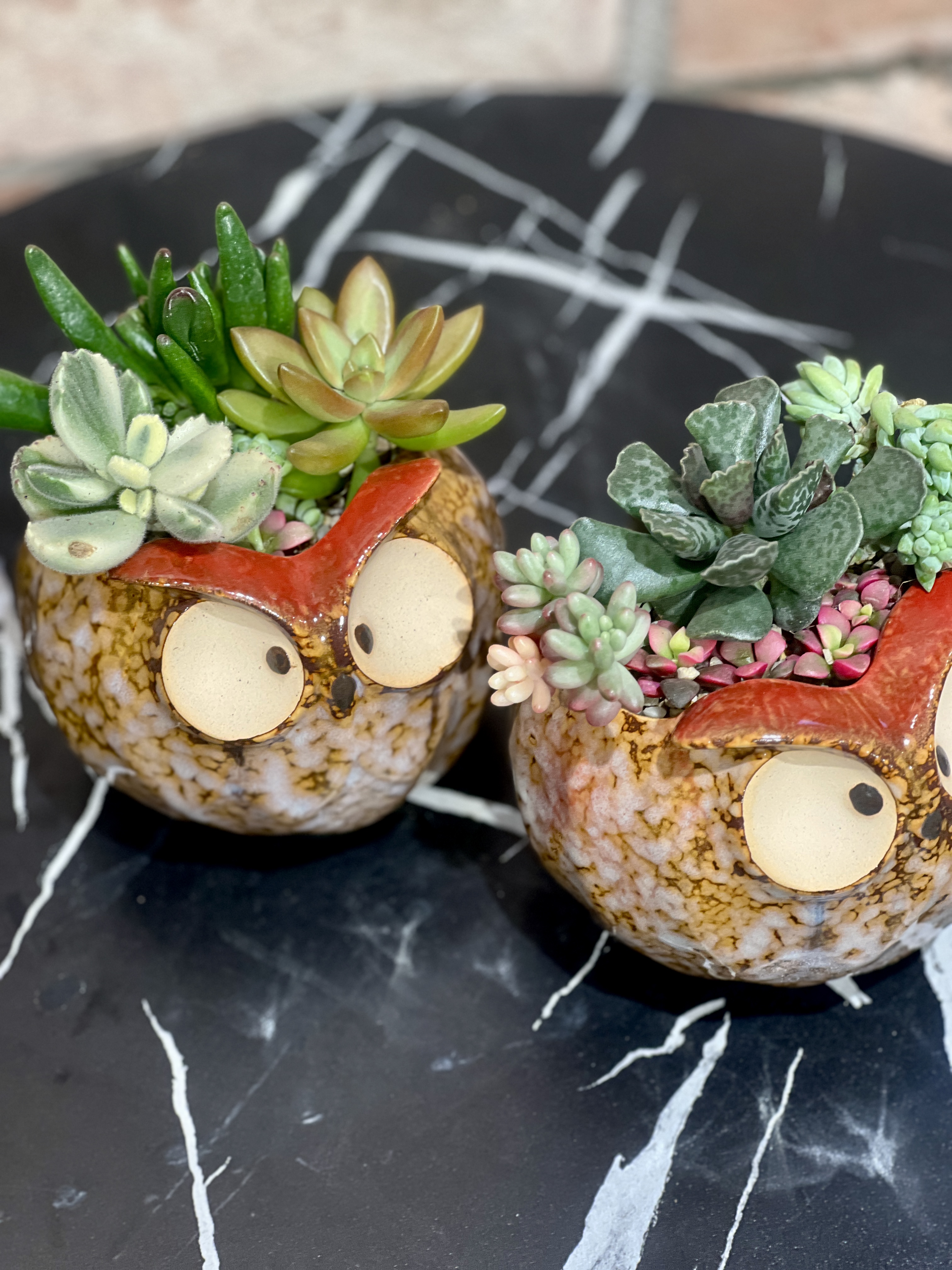 Мини сад с суккулентами "Сова"