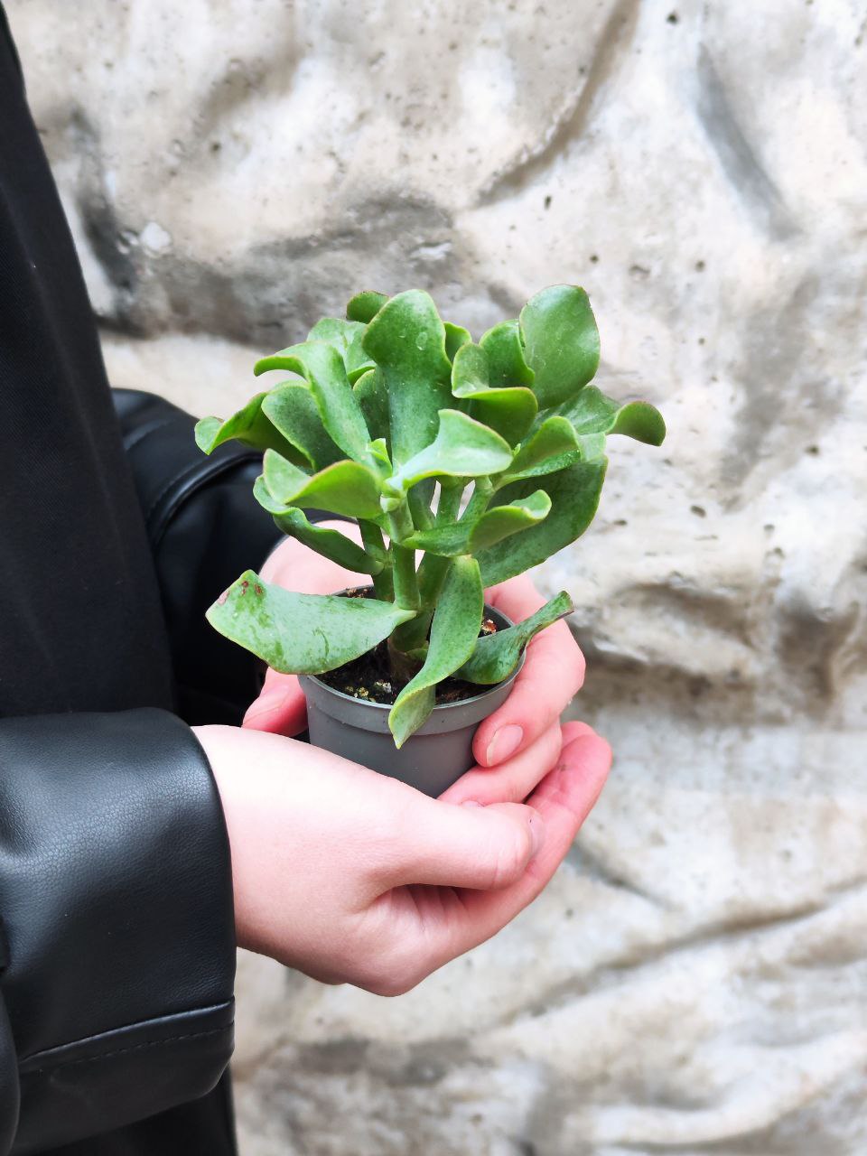 Крассула Древовидная Кудрявая (Crassula Arborescens Curly) D5см