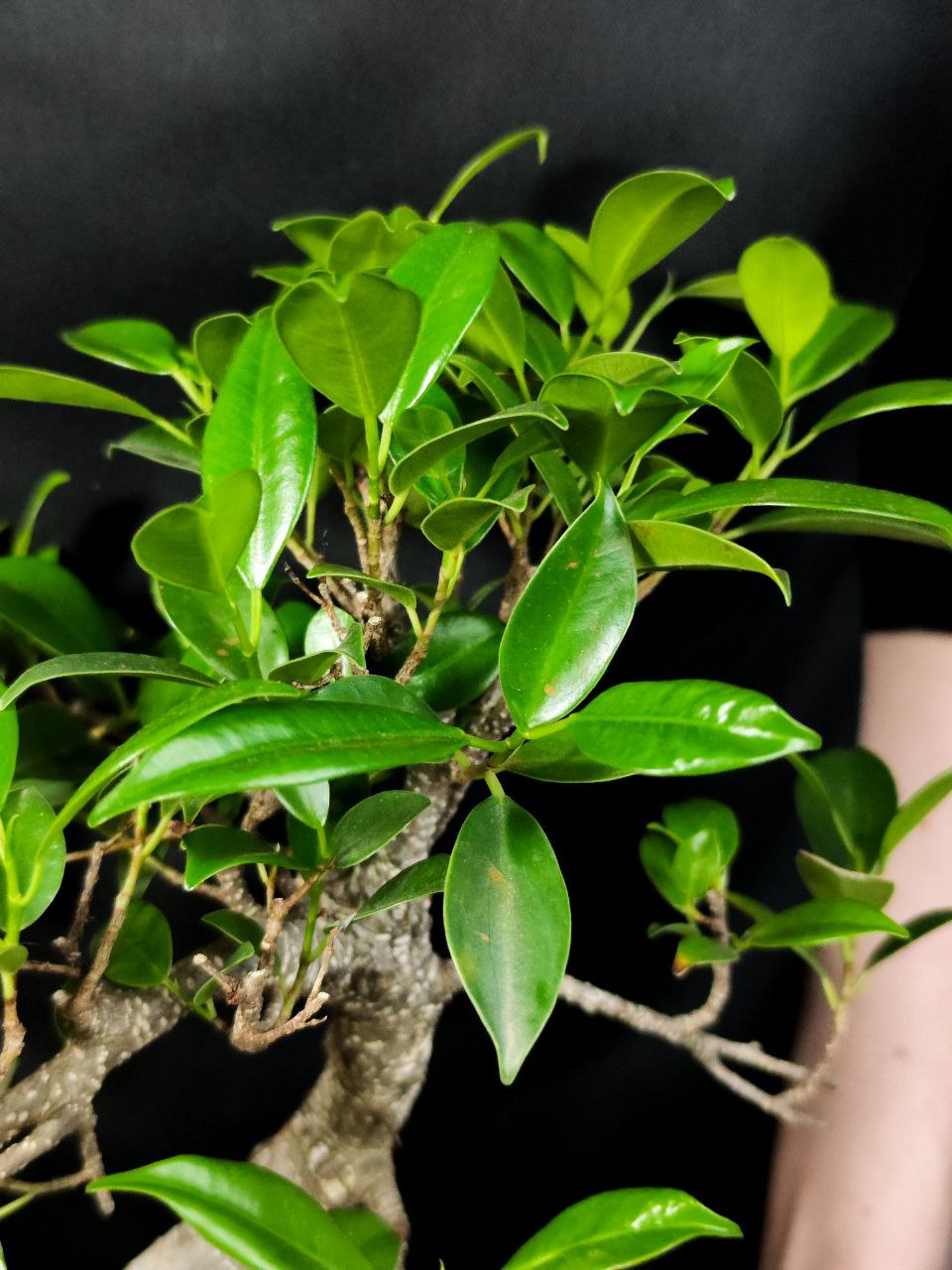 Бонсай Извилистый Фикус (Bonsai Ficus Microcarpa) в керамическом кашпо