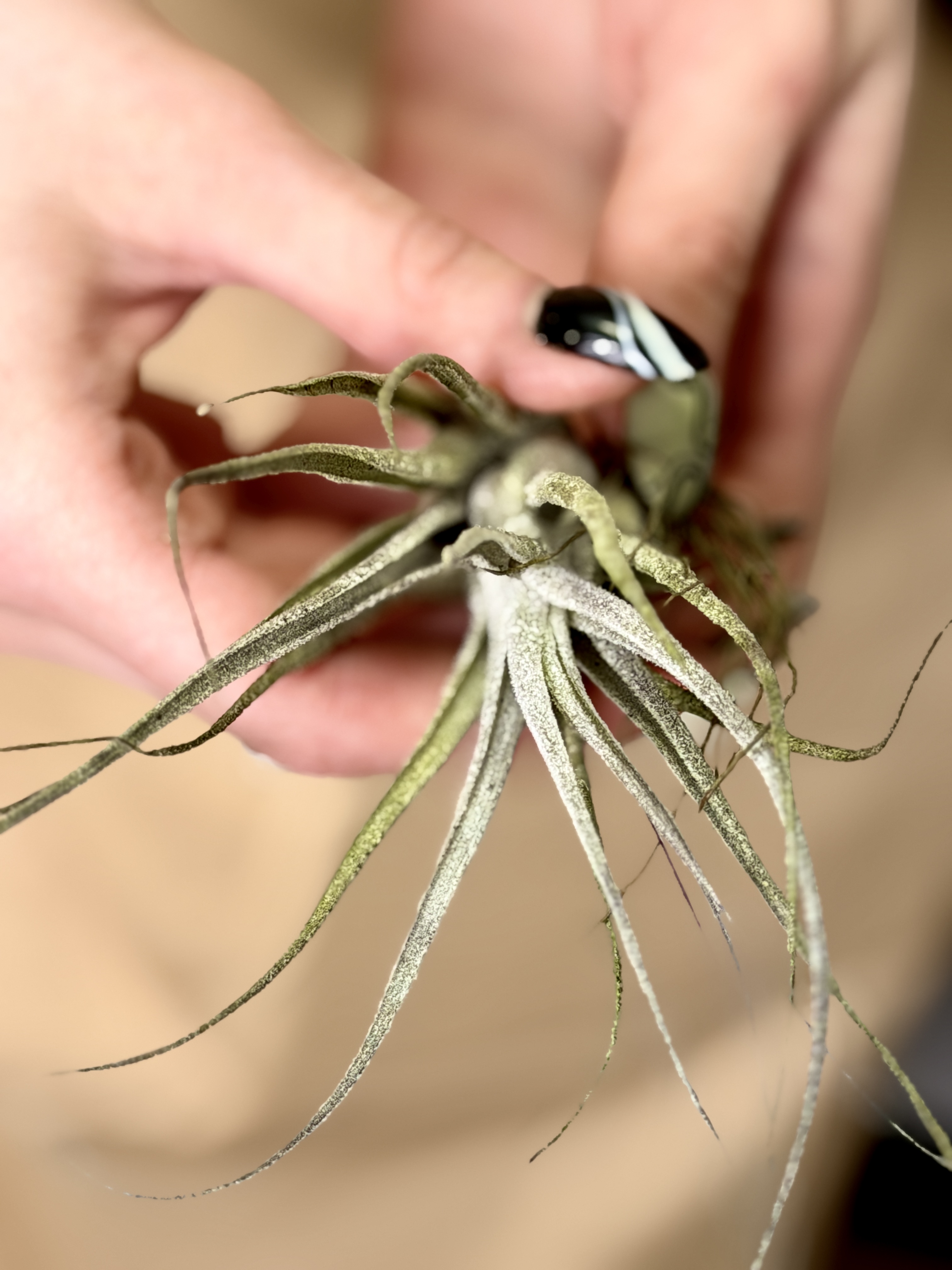 Тилландсия Элерсиана (Tillandsia Ehlersiana)