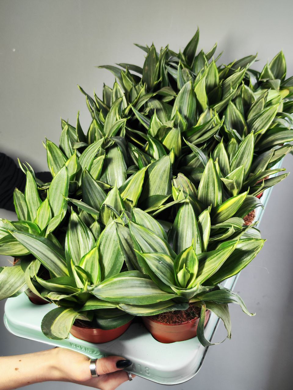 Сансевиерия Даймонд Ханни (Sansevieria Diamond Hahnii) D9см