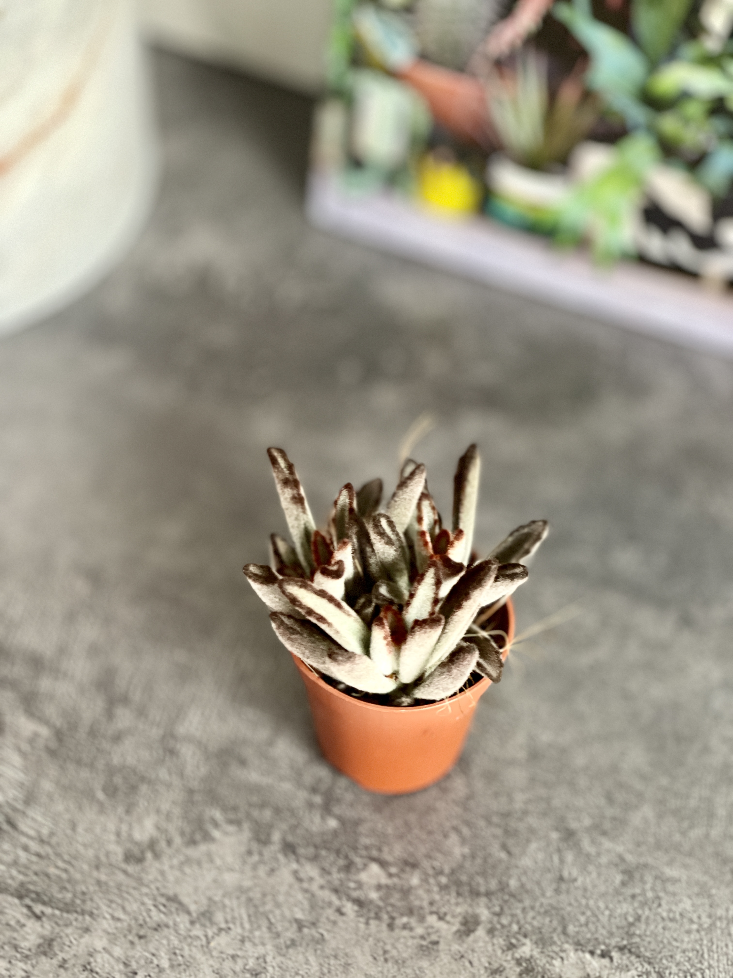 Каланхоэ Томентоза Аида (Kalanchoe Tomentosa Aida) D5см