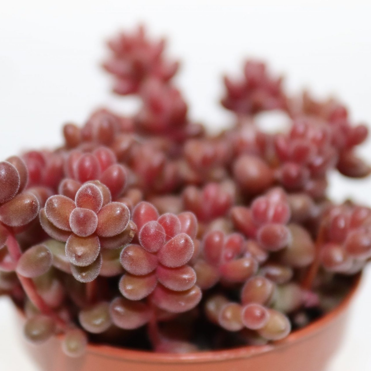 Седум Сталя (Sedum Stahlii) D8cм