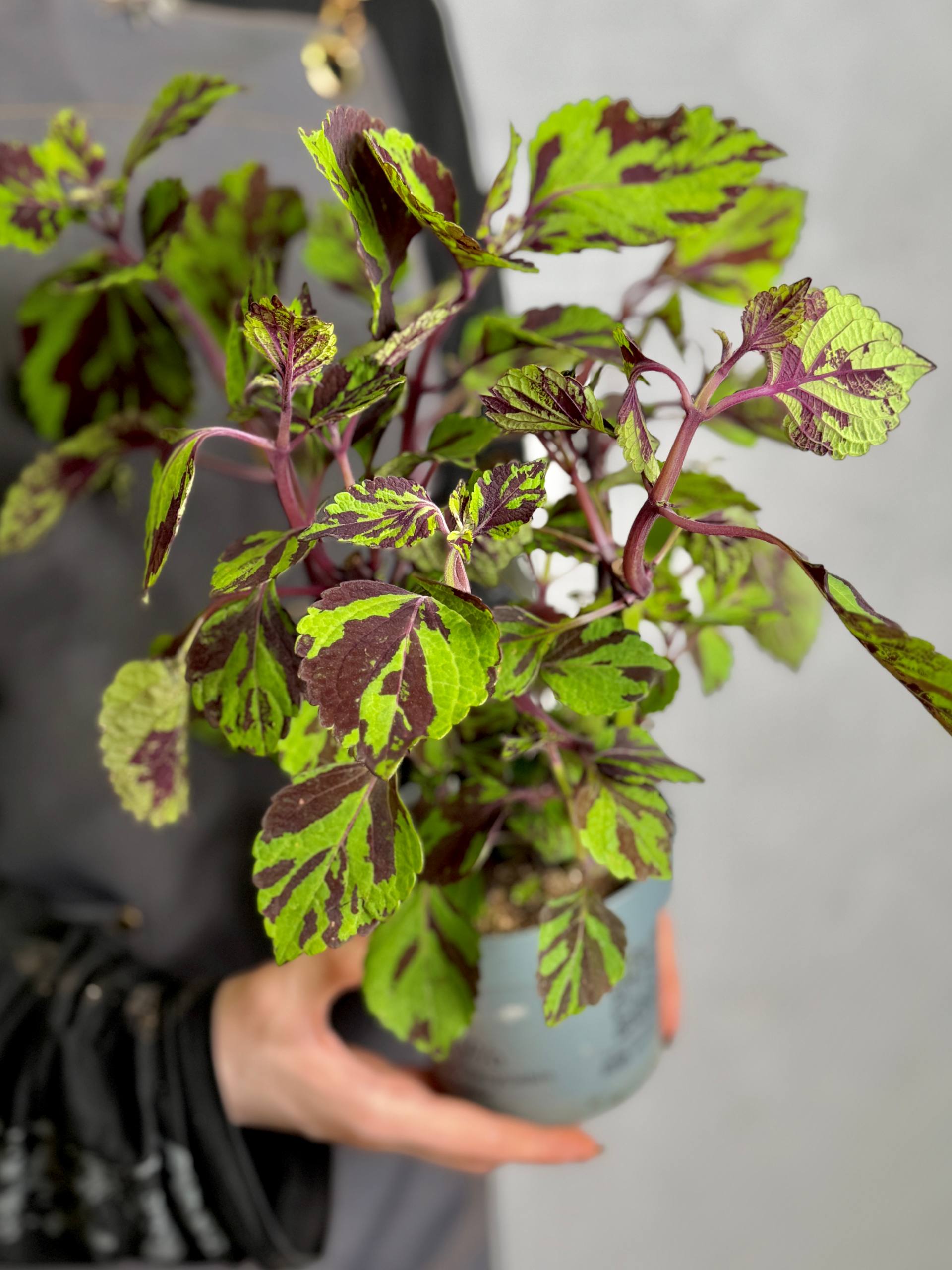 Колеус Грин Лолайт (Coleus Green Lolite) D11см