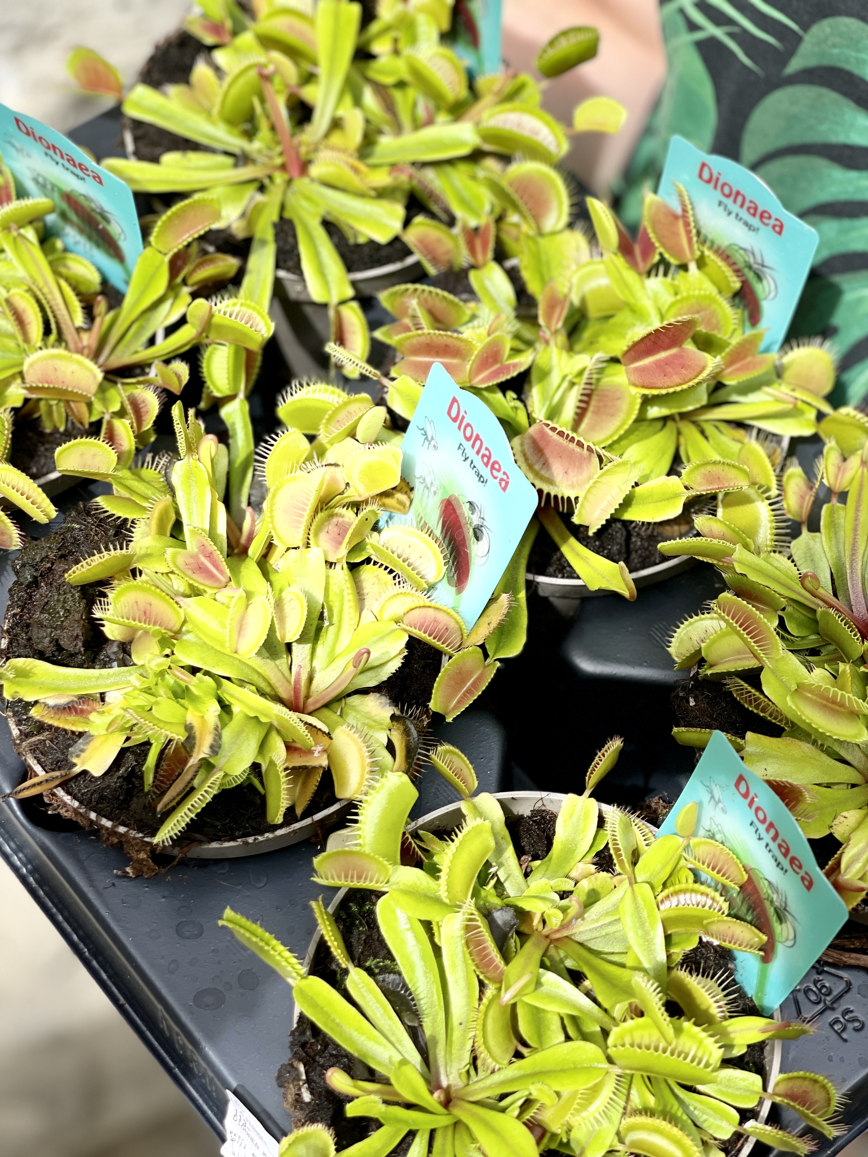 Венерина Мухоловка "Змей Горыныч" (Dionaea Muscipula) D12см